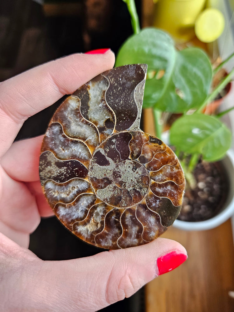 Fossils & bones