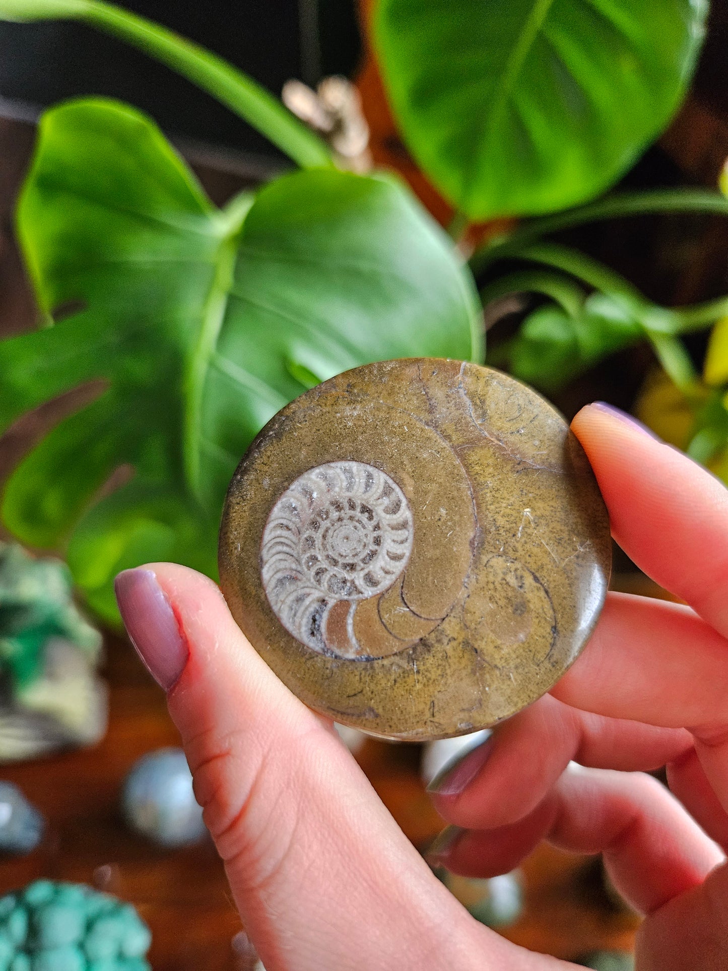 Goniatite fossil disc
