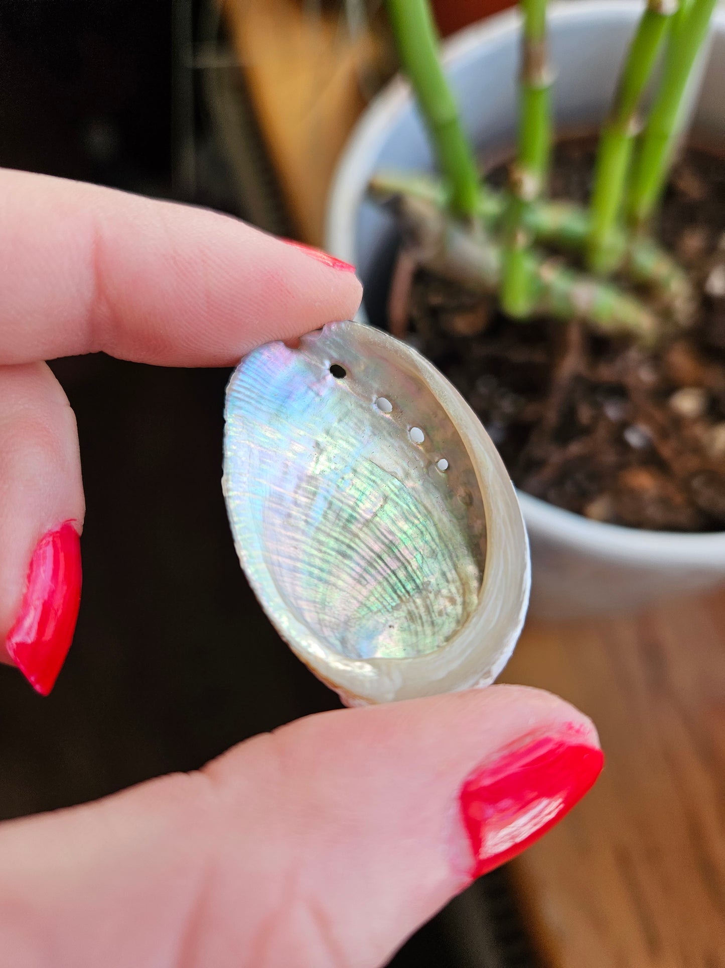 Rainbow Abalone shell