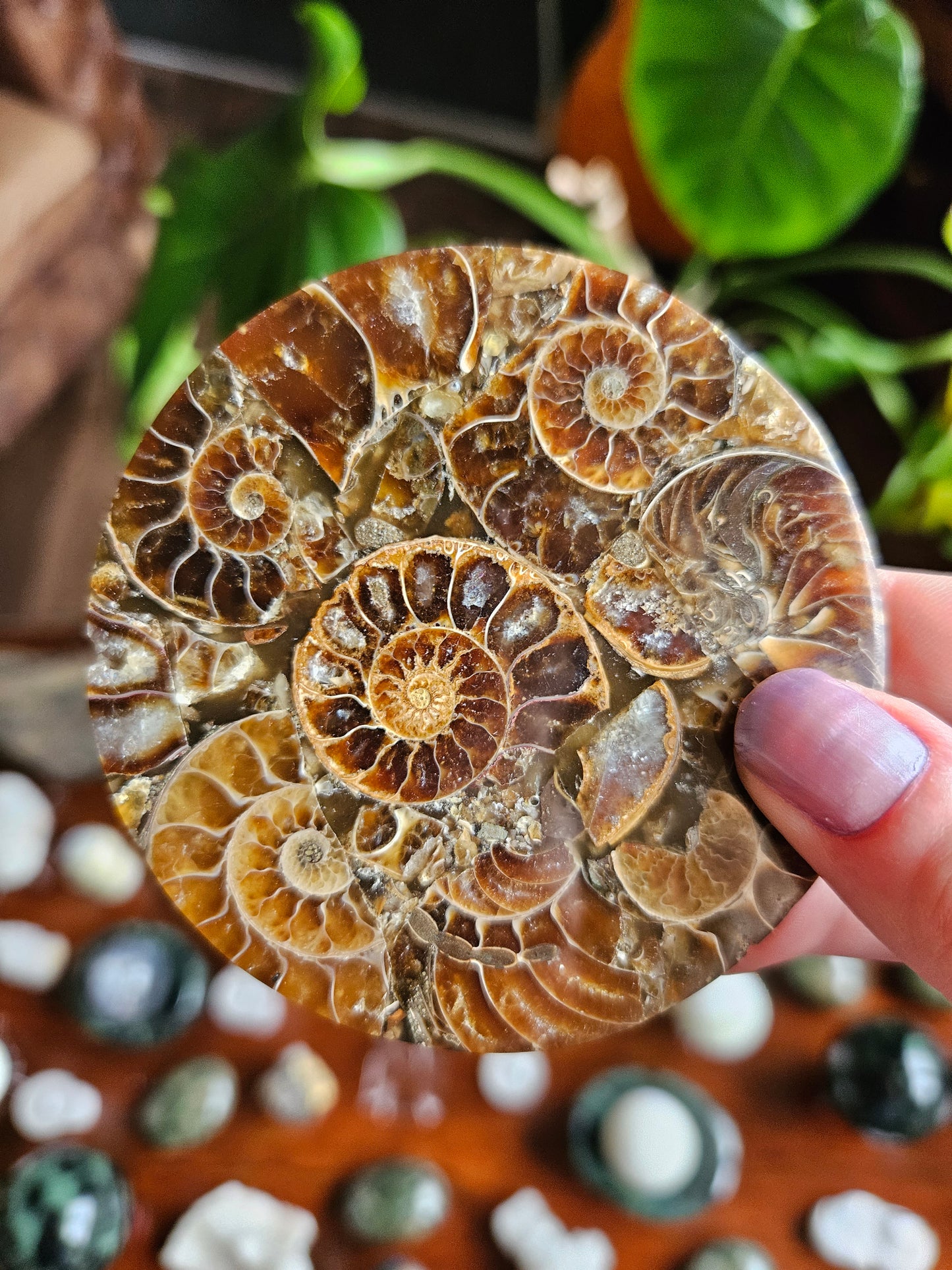 Ammonite fossil coasters