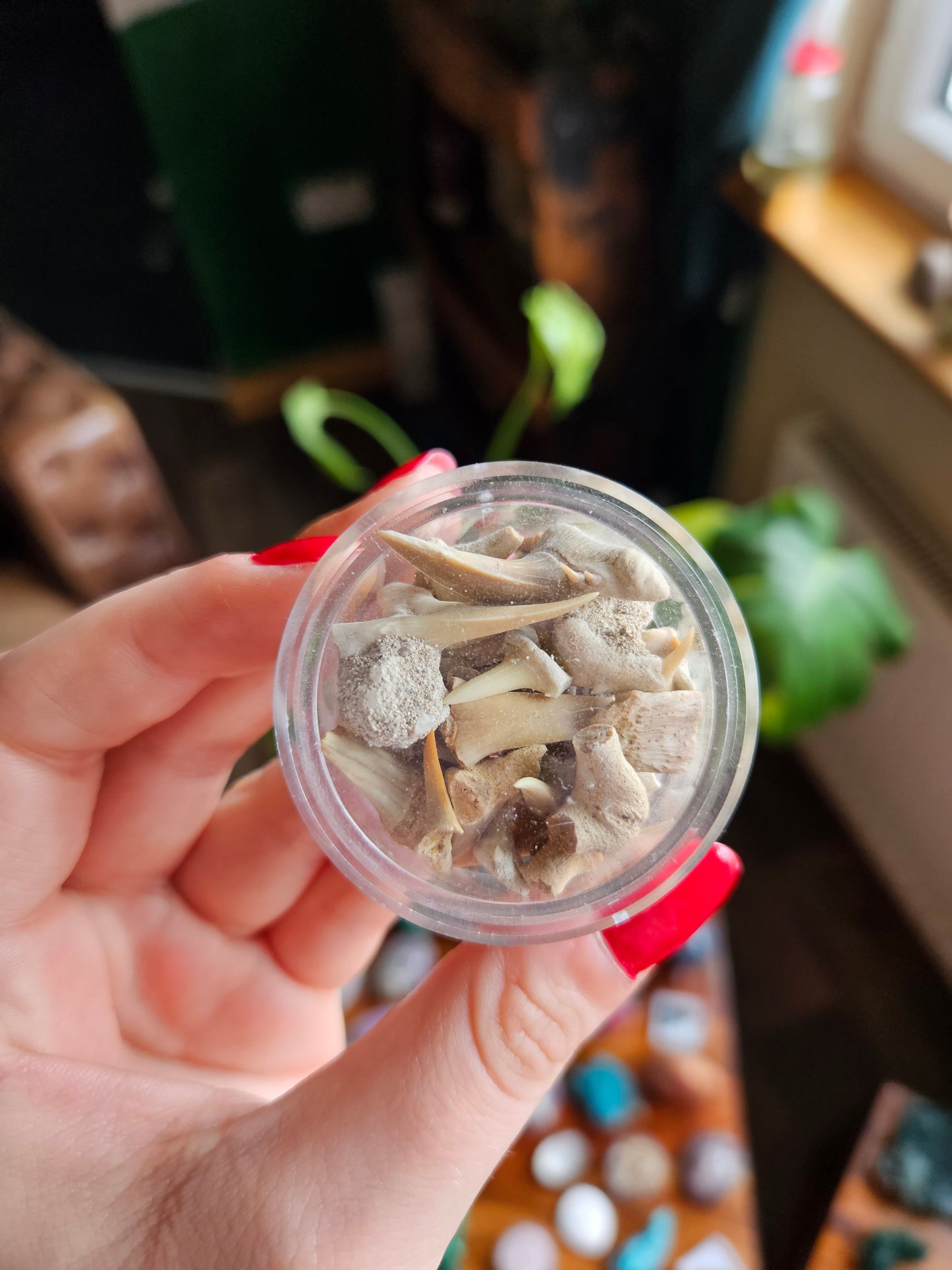Fossil Shark teeth