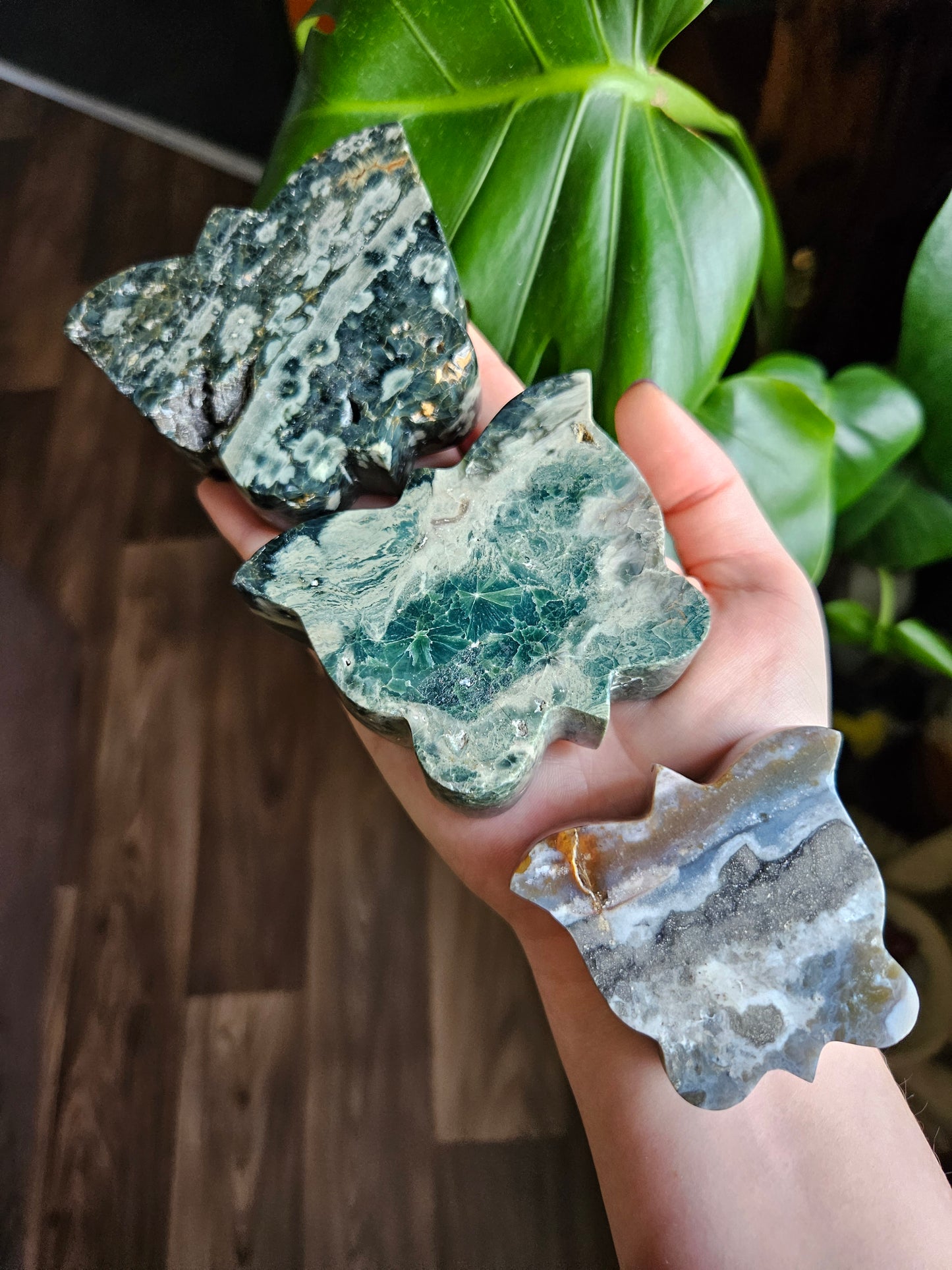 Small Ocean Jasper butterfly