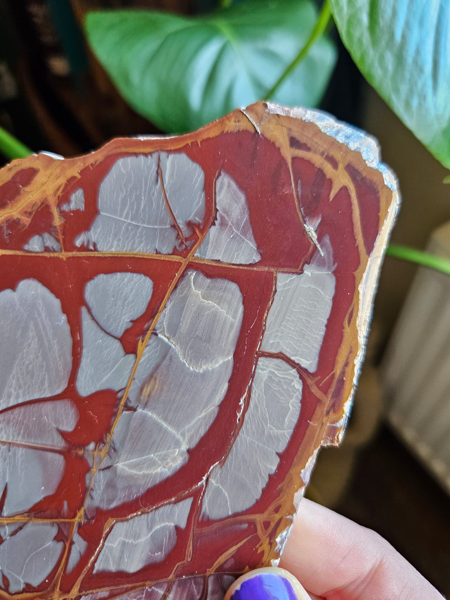 Noreena Jasper slice