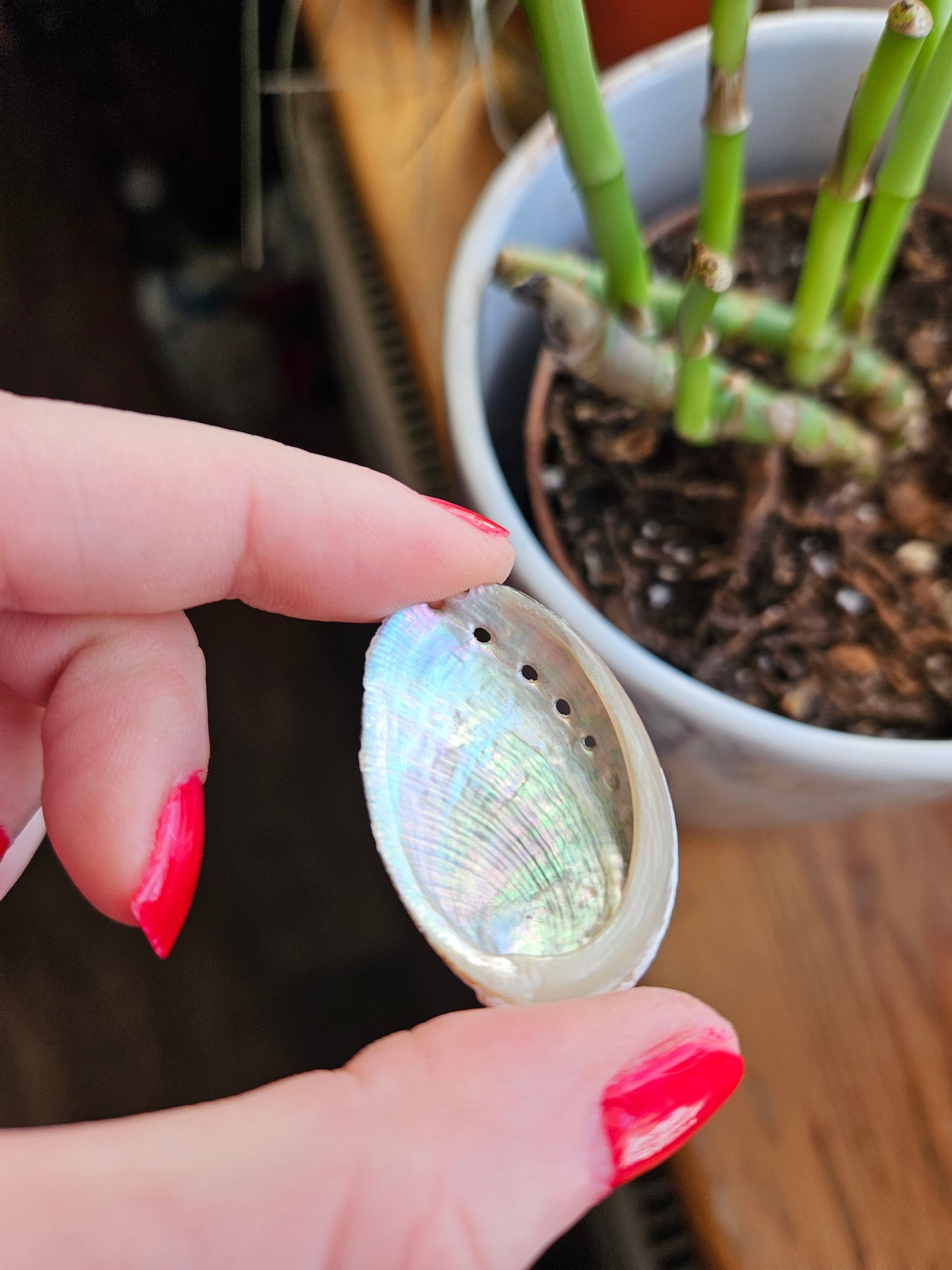 Rainbow Abalone shell