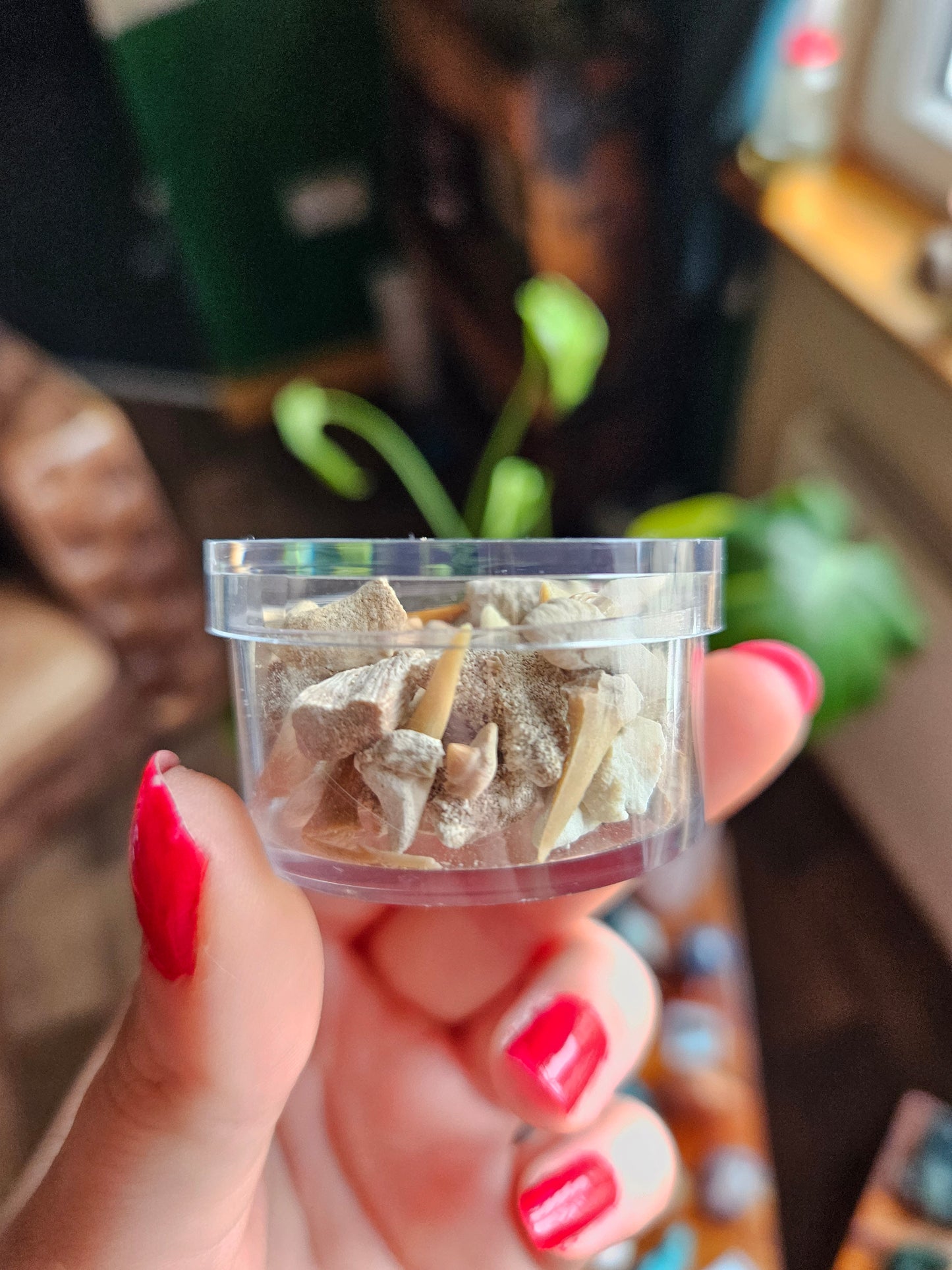 Fossil Shark teeth
