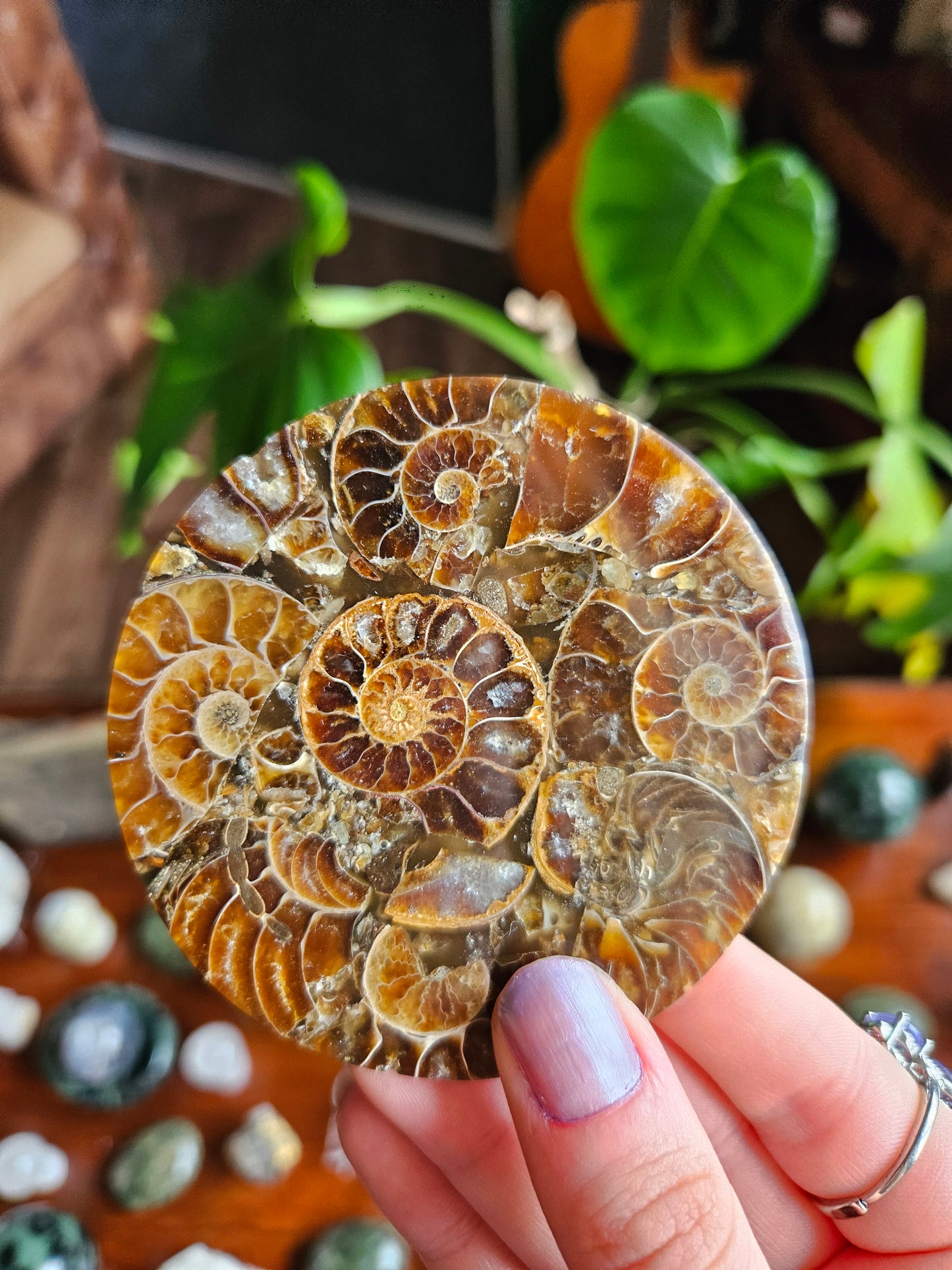 Ammonite fossil coasters