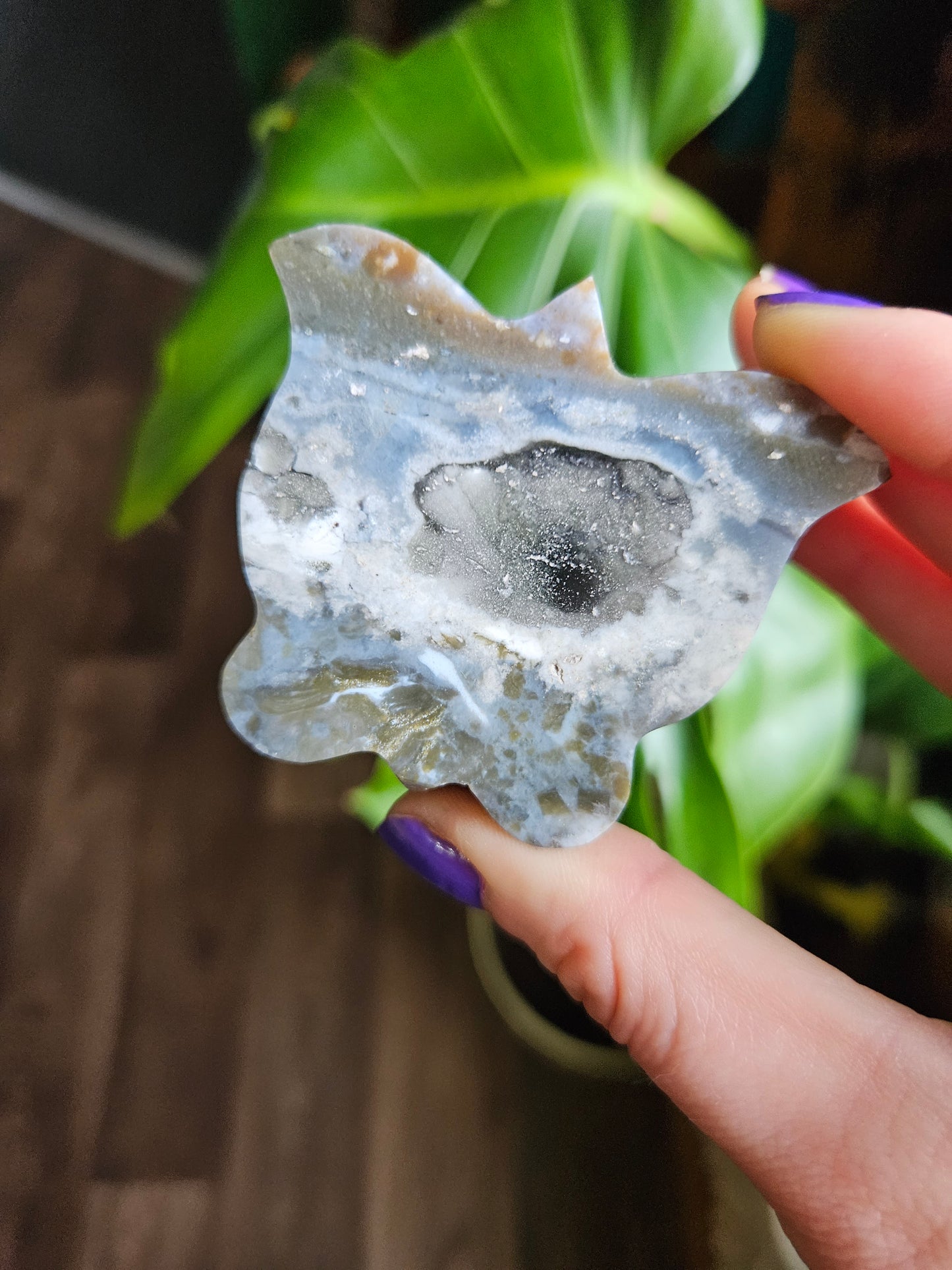 Small Ocean Jasper butterfly