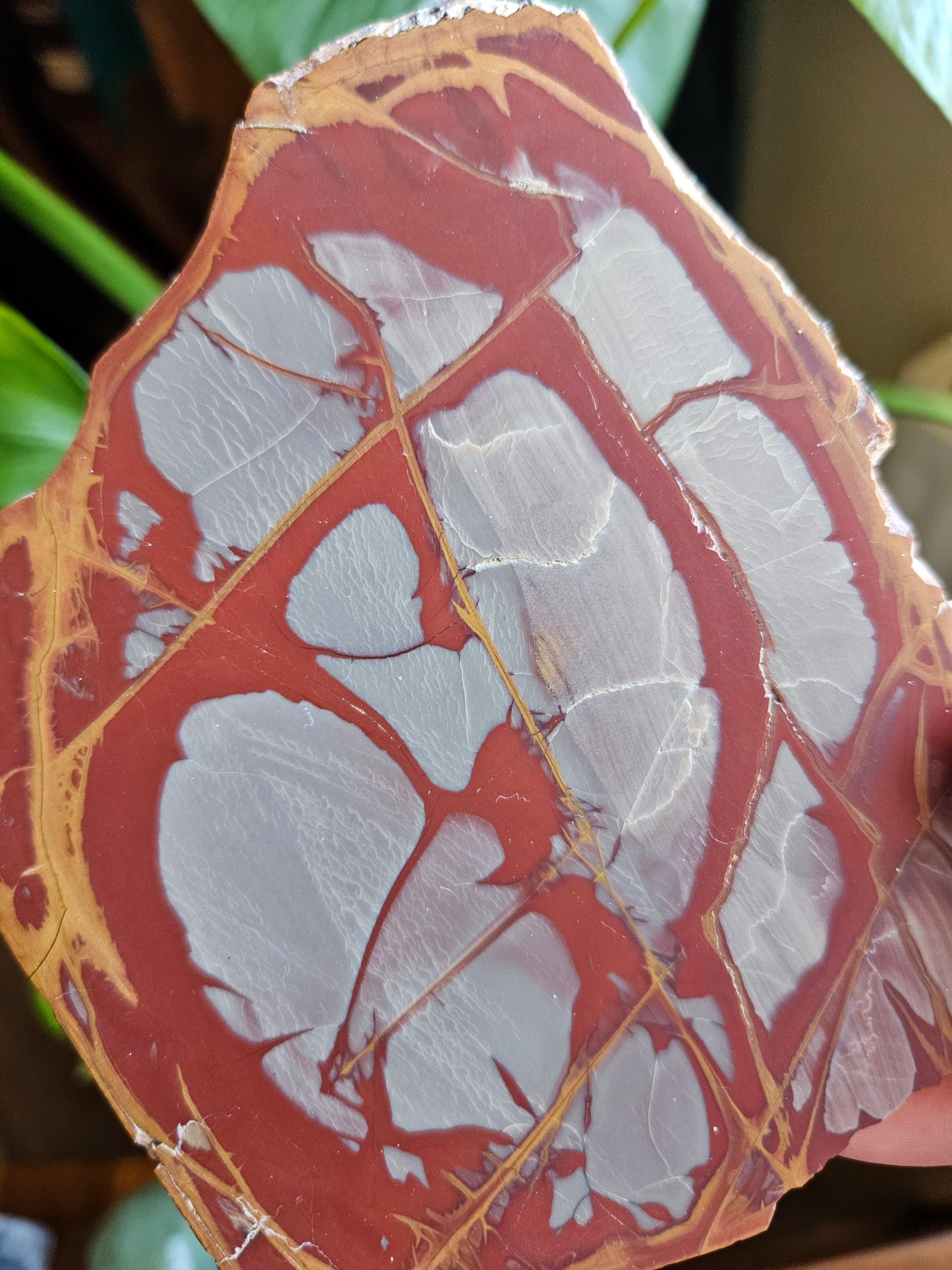 Noreena Jasper slice