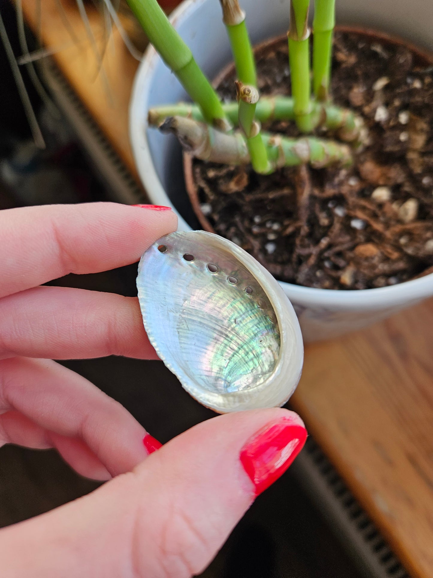 Rainbow Abalone shell