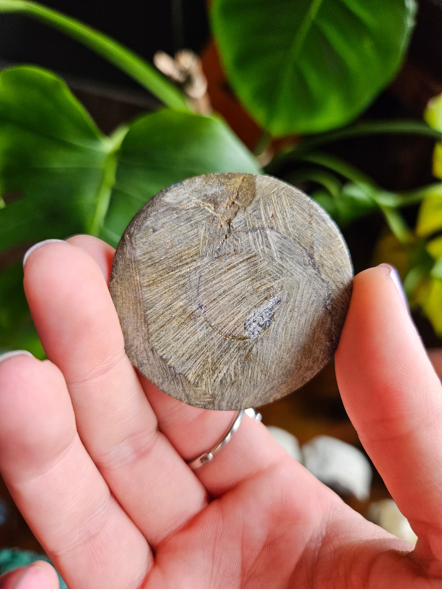 Goniatite fossil disc