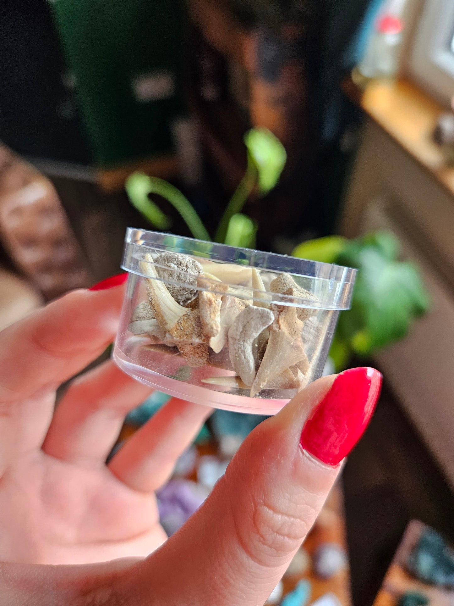 Fossil Shark teeth