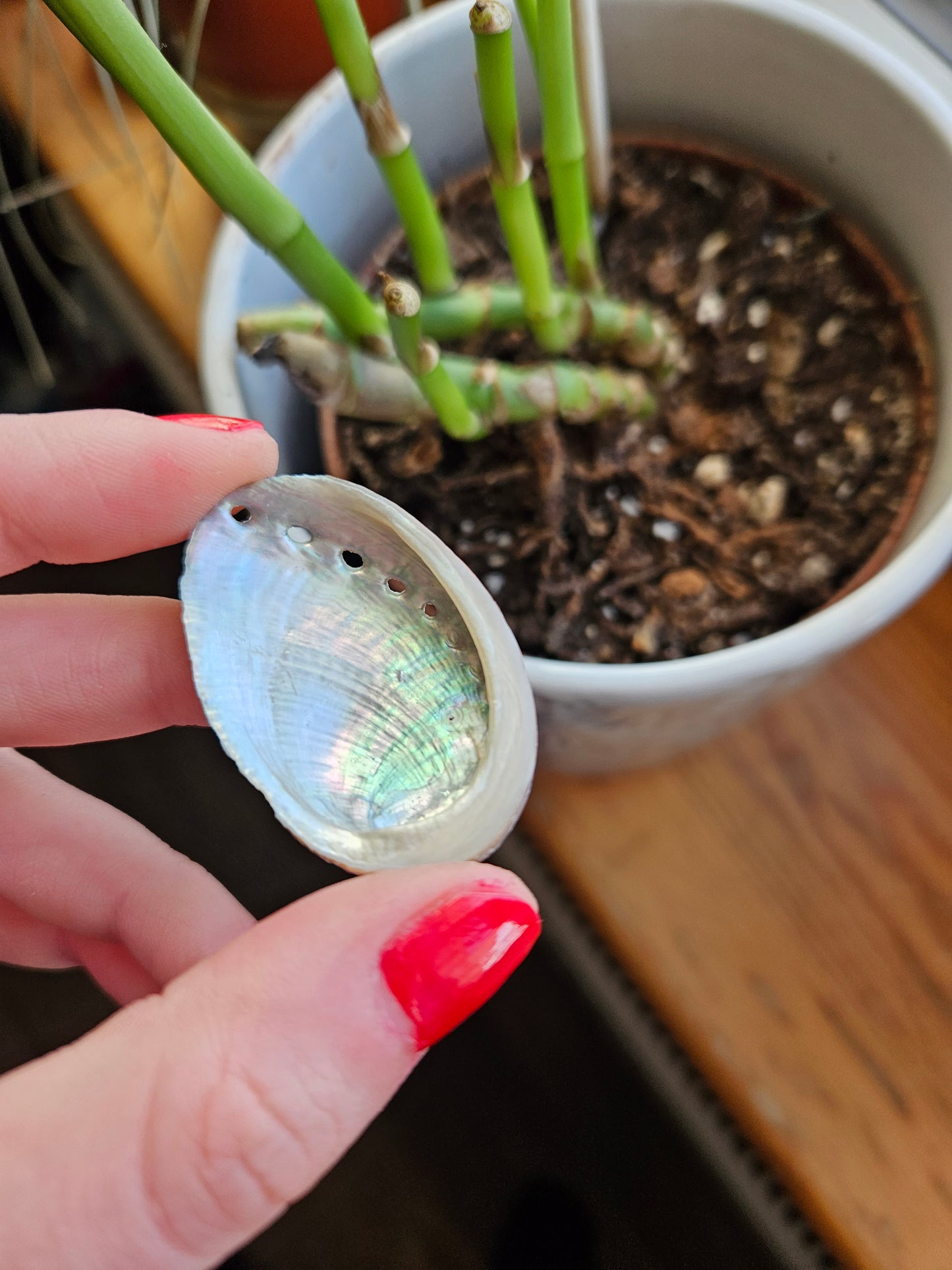 Rainbow Abalone shell