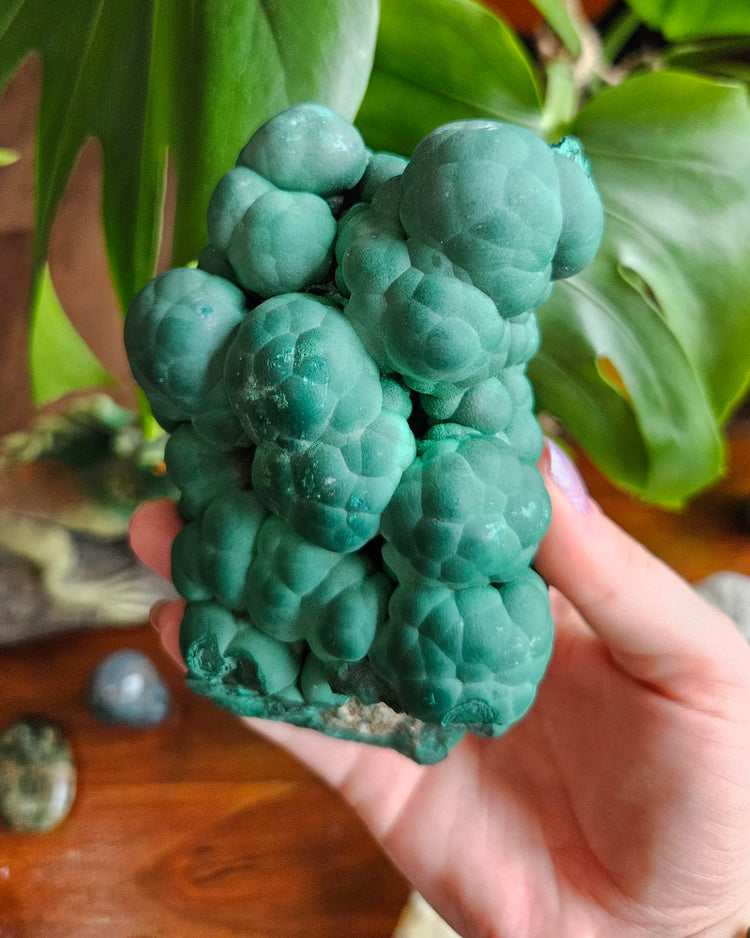 Special & rare specimens