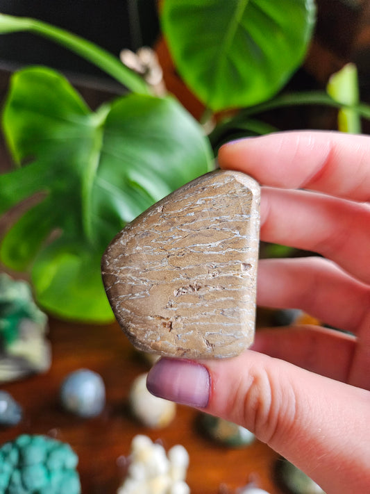 Atlasaurus Bone
