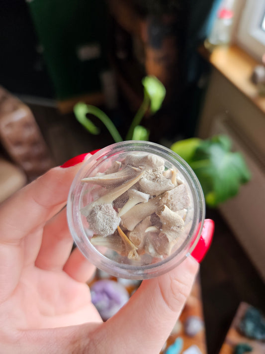 Fossil Shark teeth