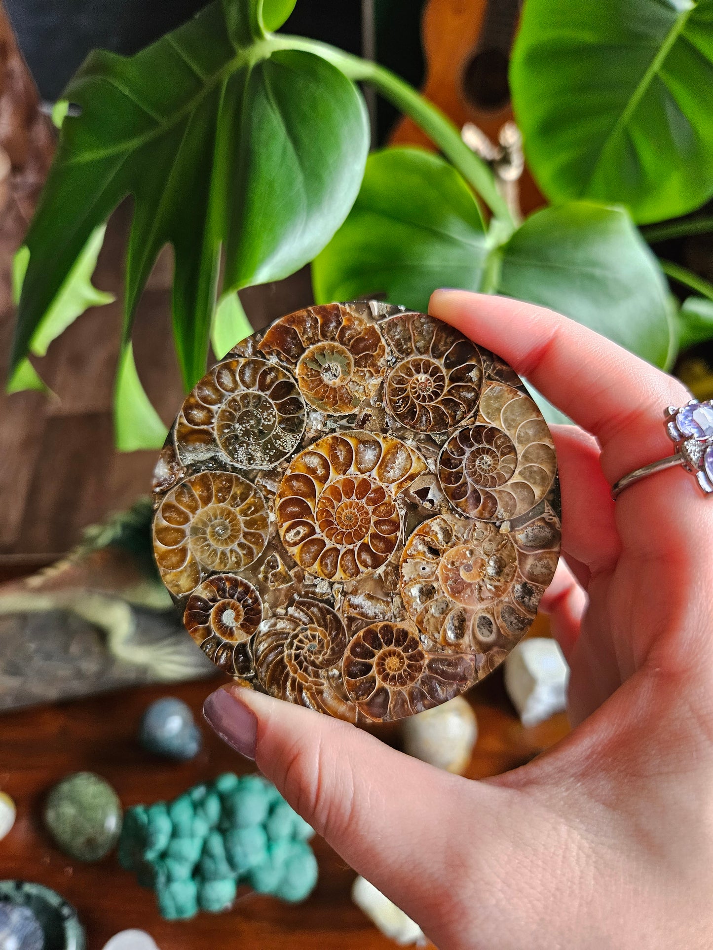 Ammonite fossil coasters