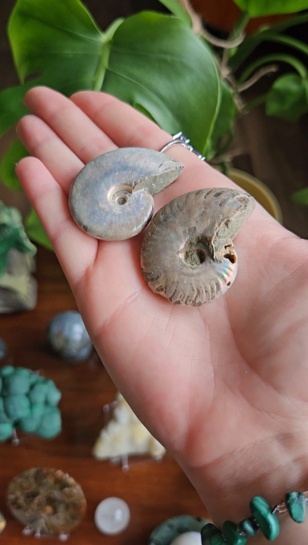 Ammonite fossils