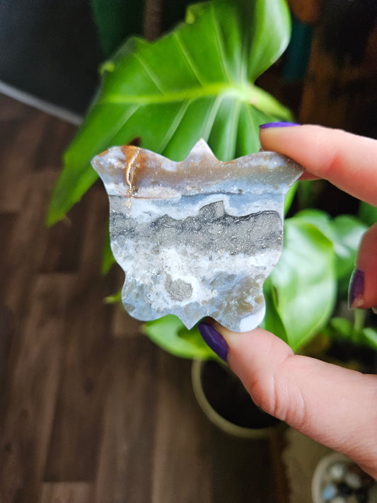 Small Ocean Jasper butterfly