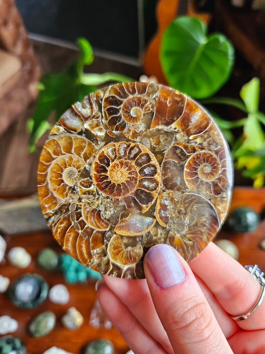 Ammonite fossil coasters
