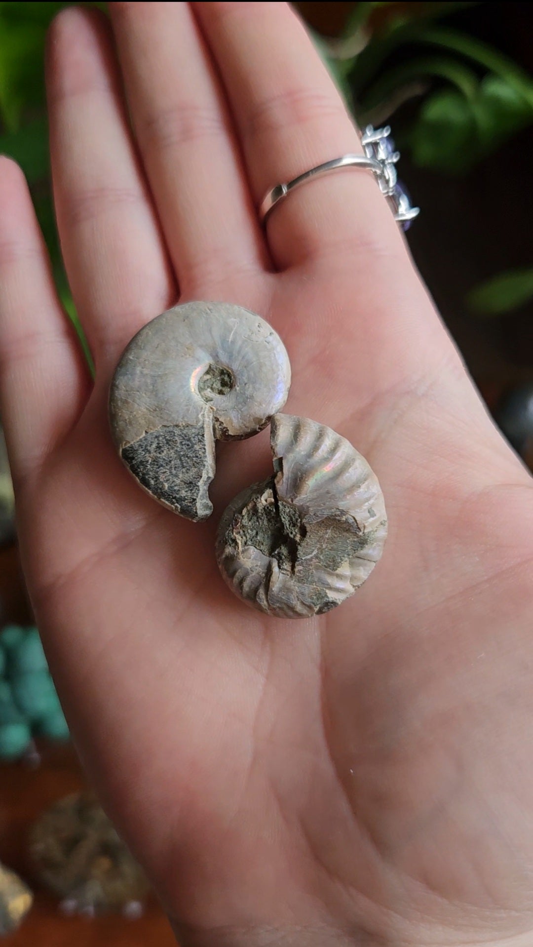 Ammonite fossils