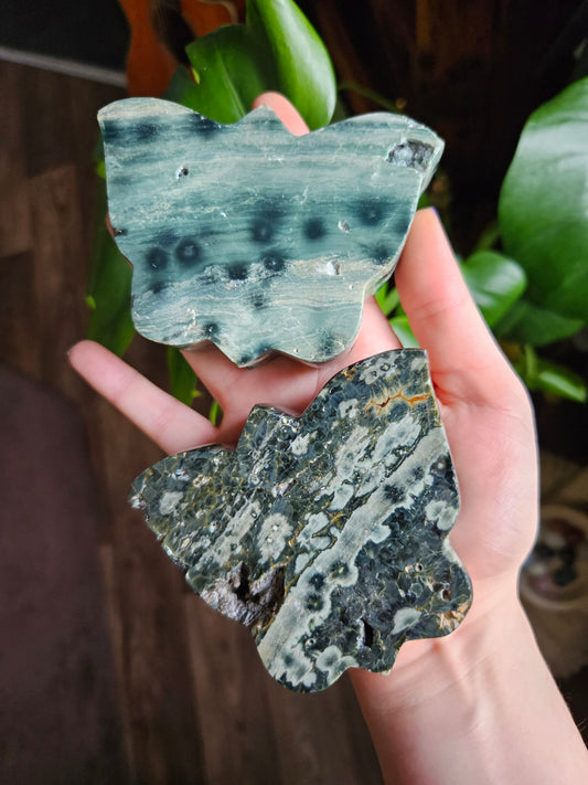 Large Ocean Jasper butterfly