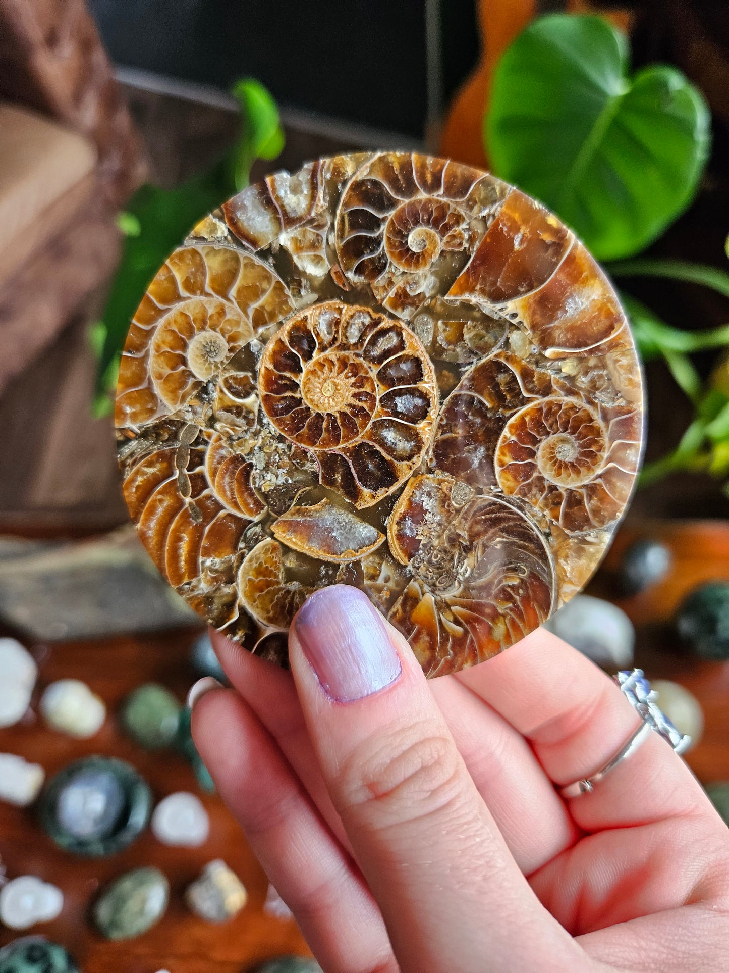 Ammonite fossil coasters