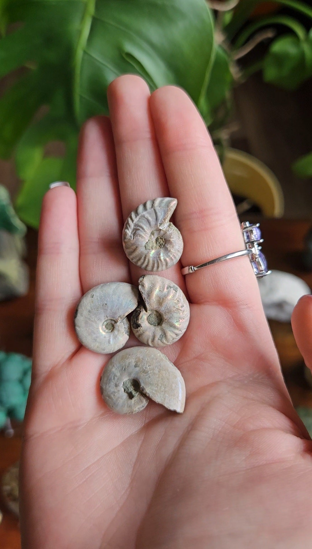 Ammonite fossils