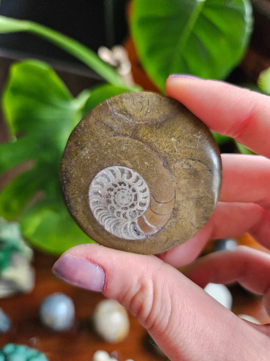 Goniatite fossil disc