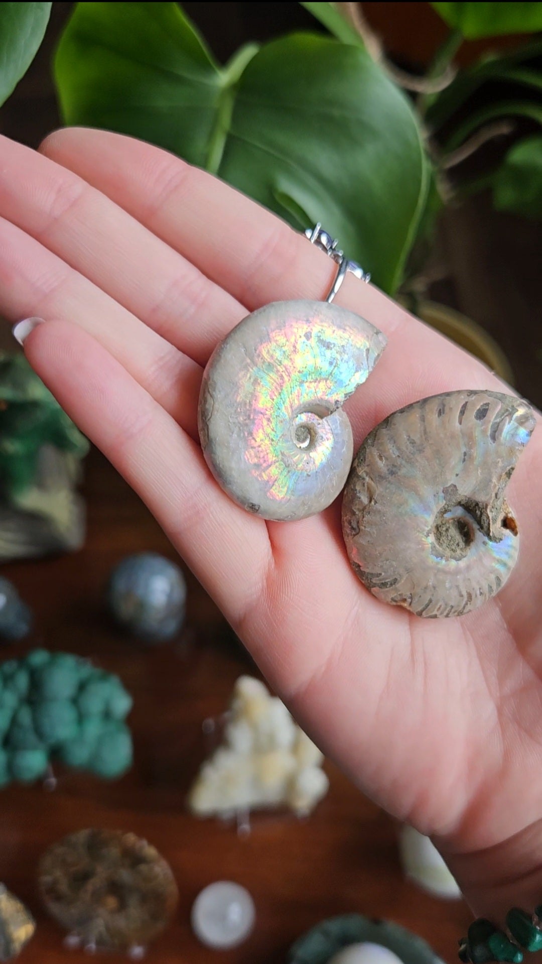 Ammonite fossils