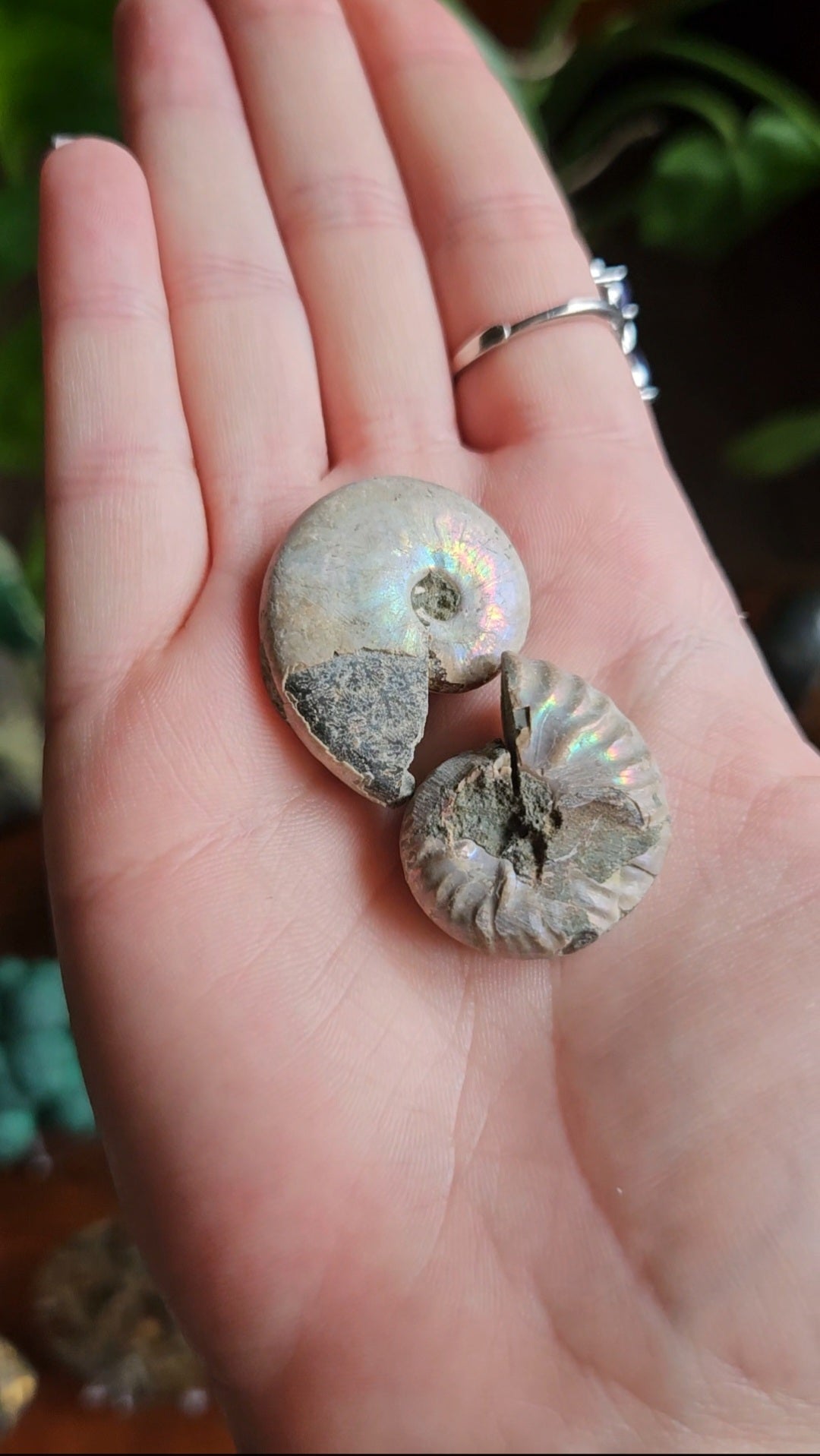 Ammonite fossils