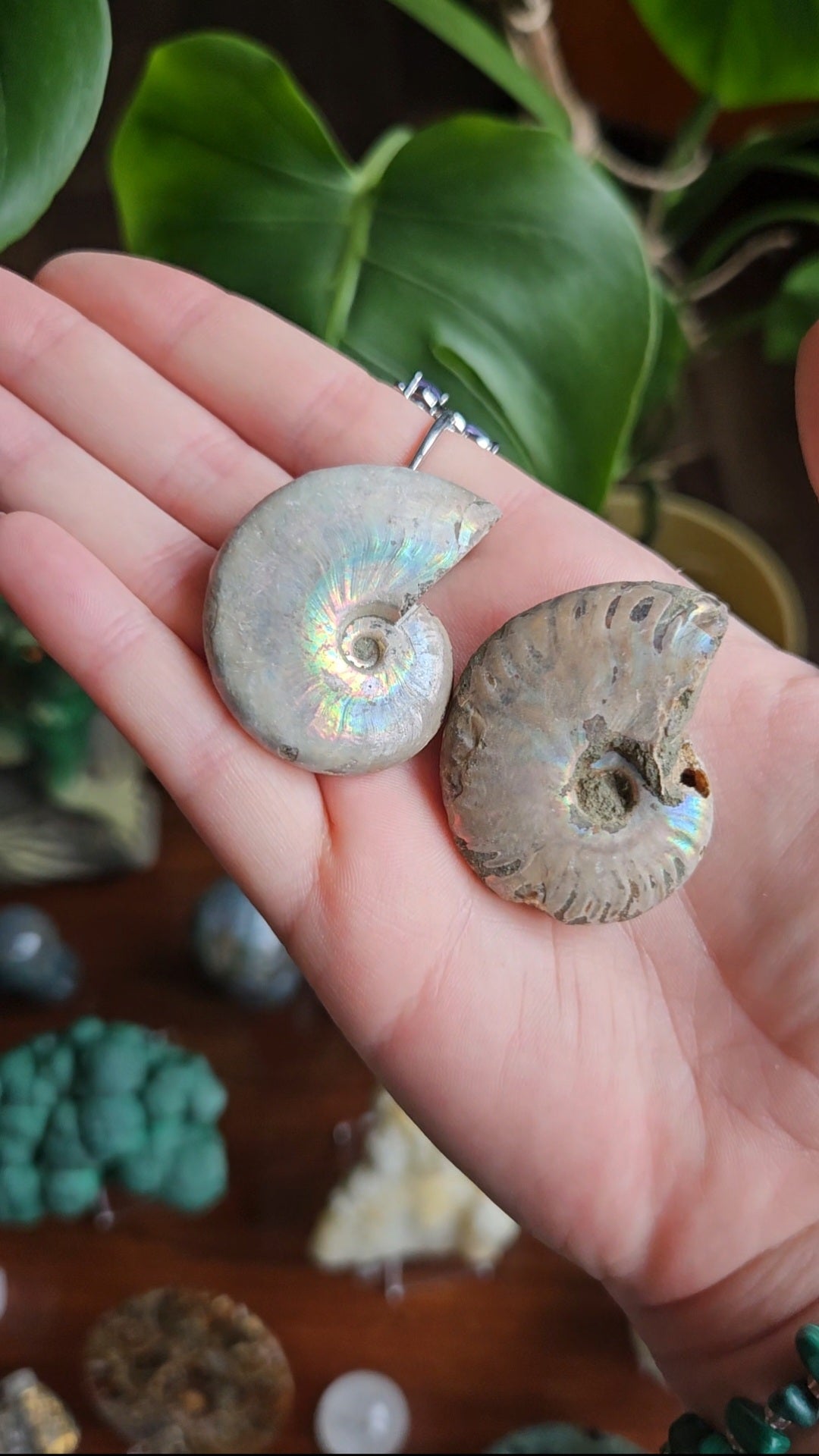Ammonite fossils
