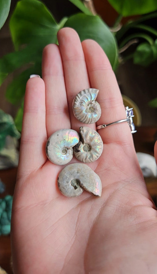 Ammonite fossils