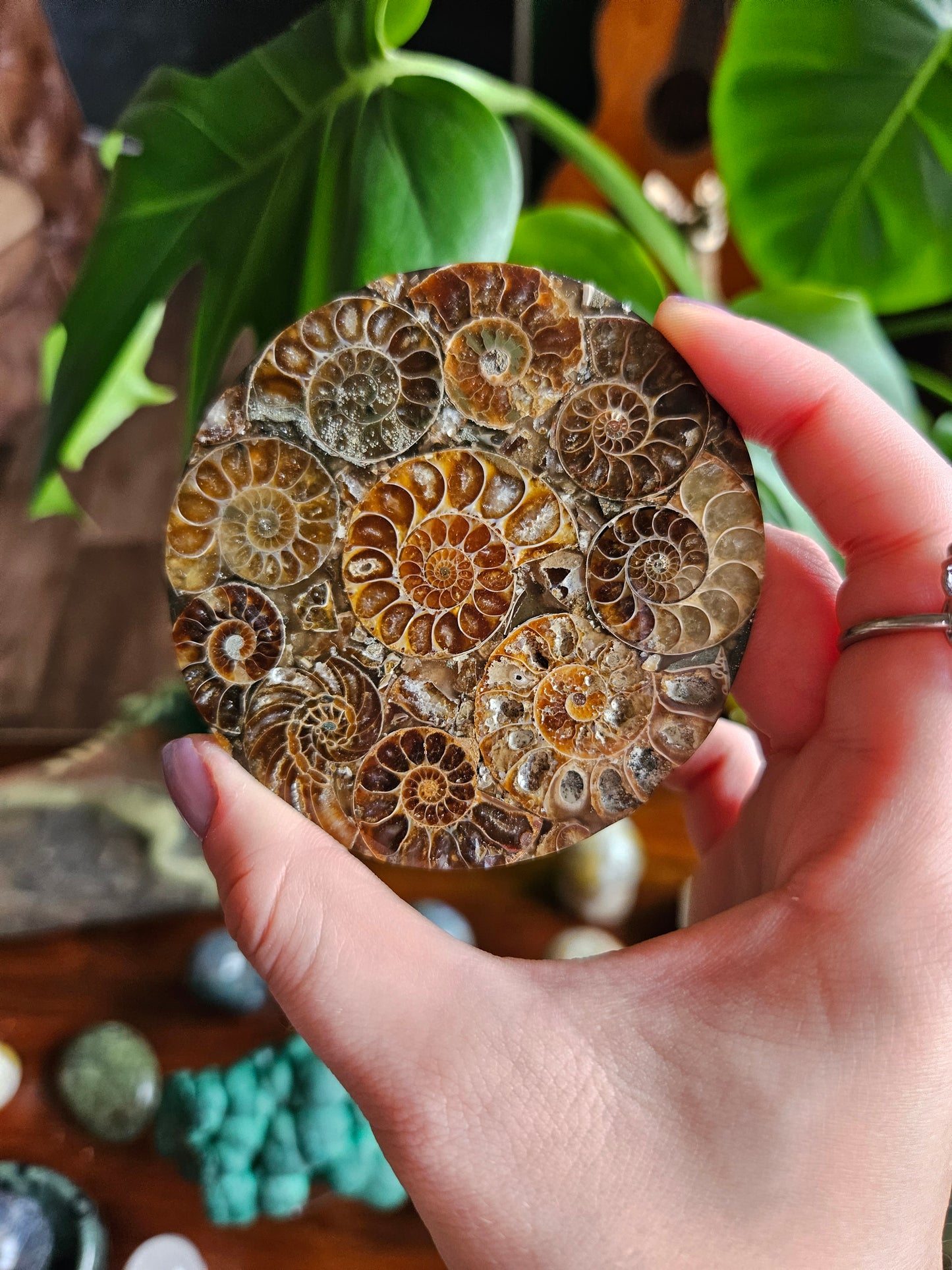 Ammonite fossil coasters